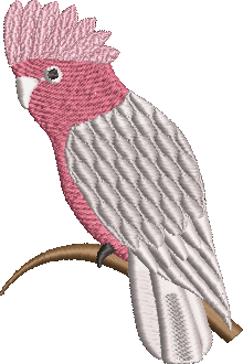 Galah